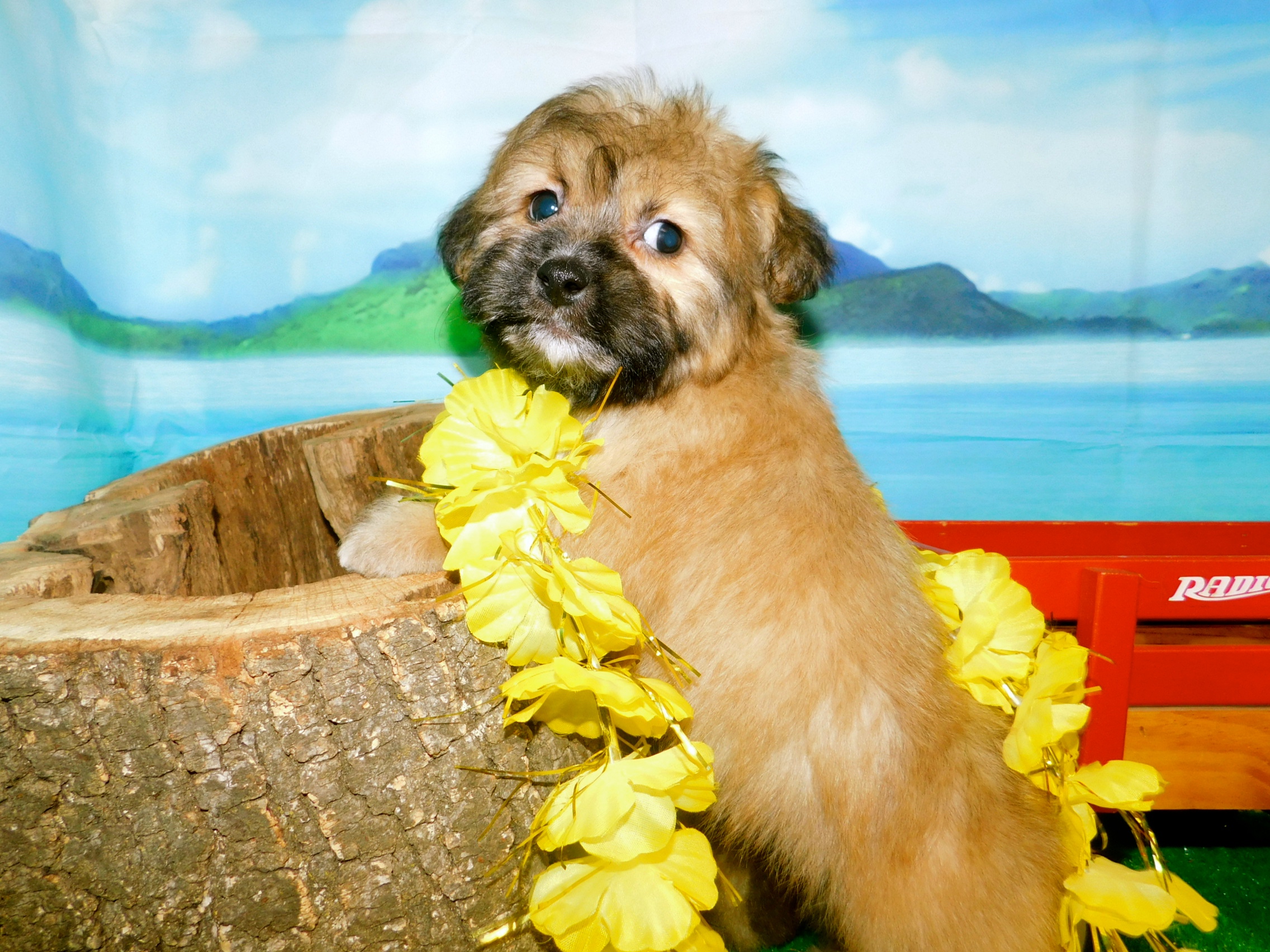 HugAPup The Puppy Specialists