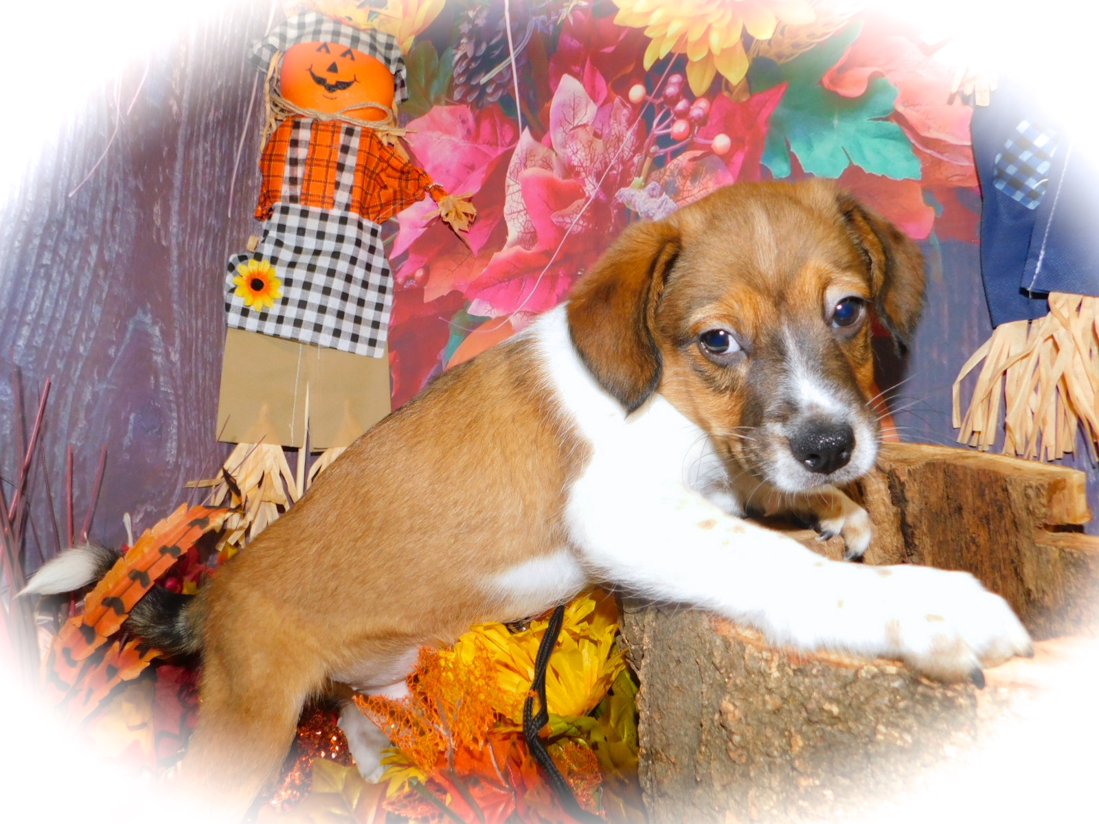 HugAPup The Puppy Specialists