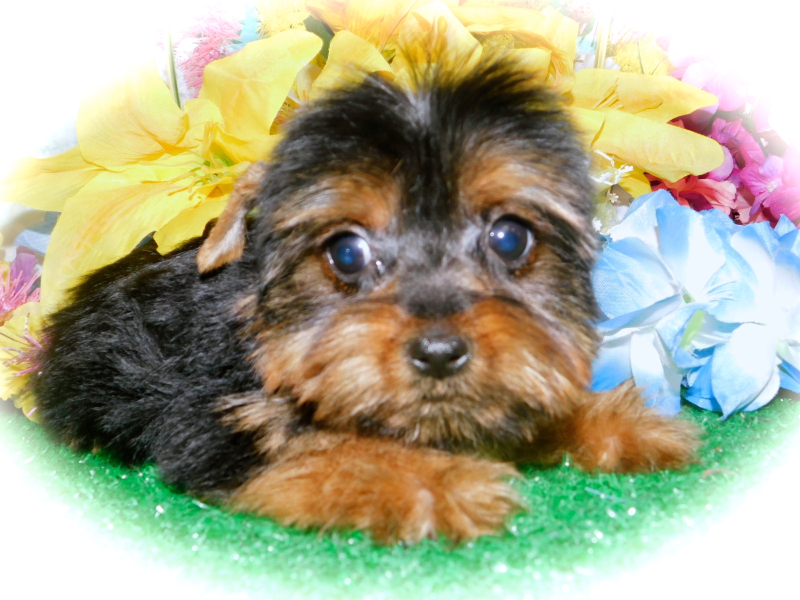 HugAPup The Puppy Specialists